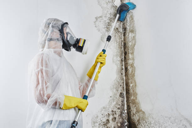 Best Residential Mold Remediation in Denton, MD